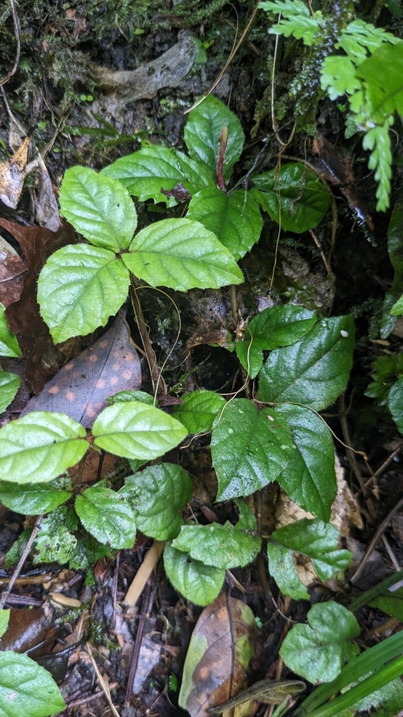 Ardisia pusilla photo 8