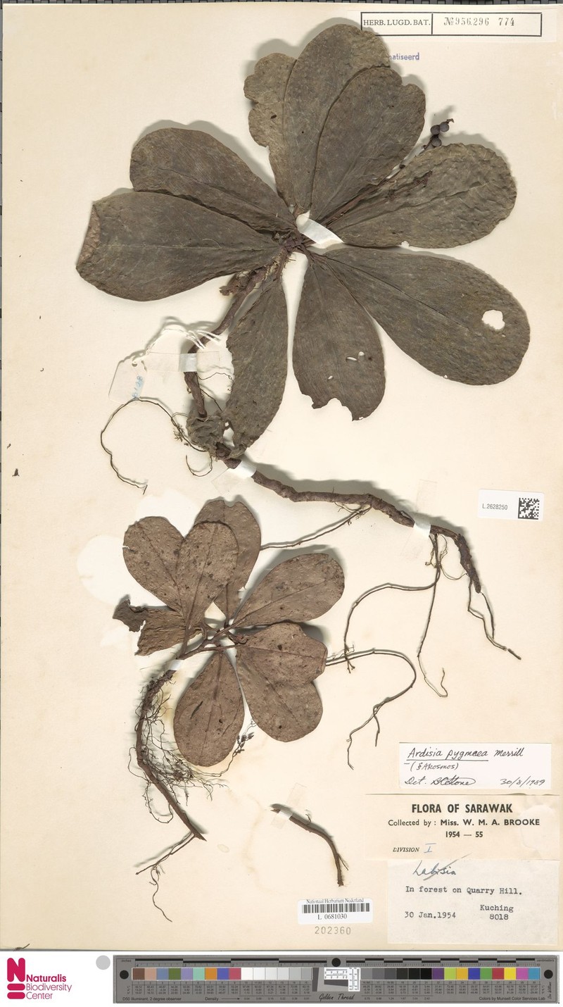 Ardisia pygmaea