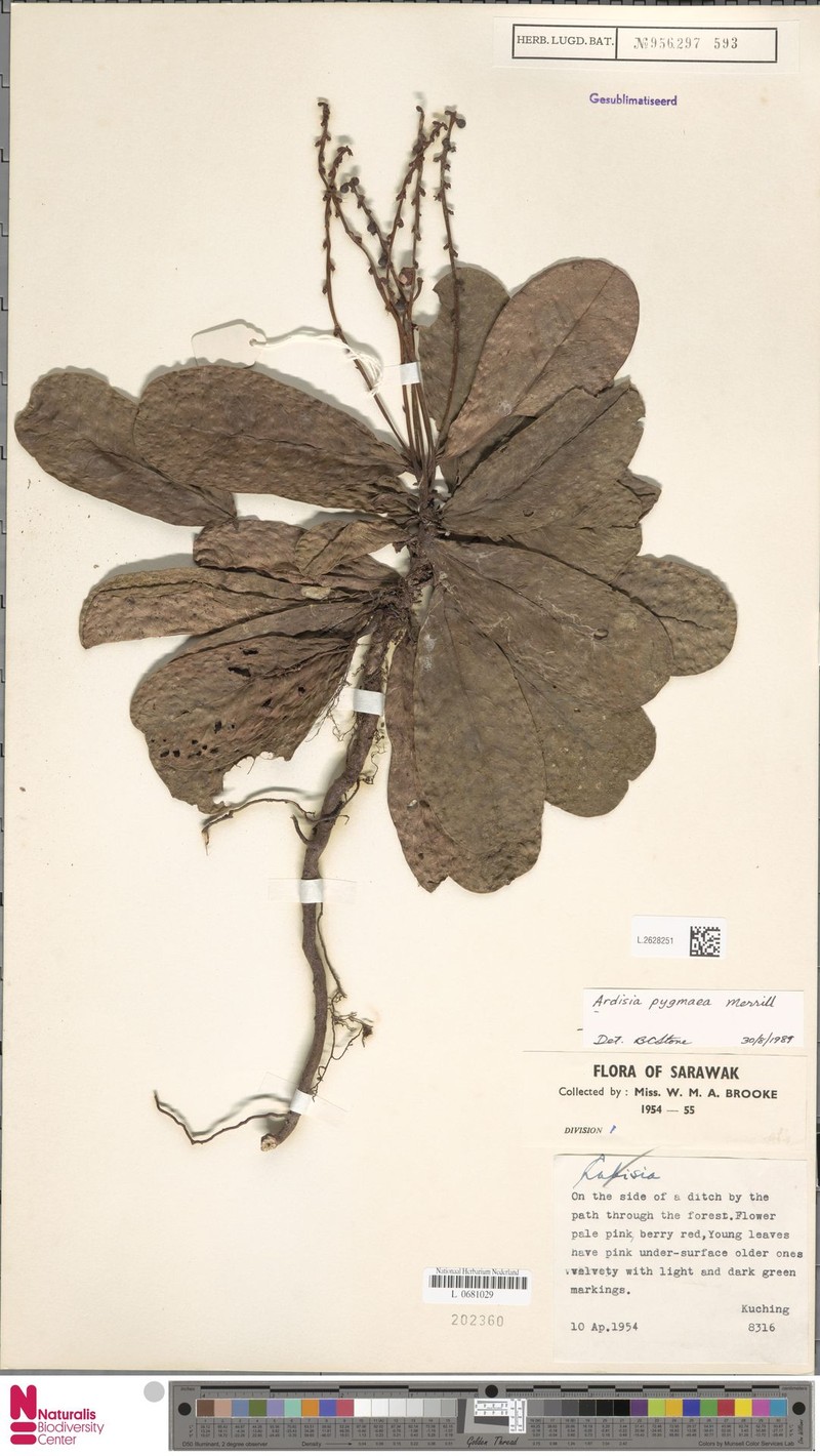 Ardisia pygmaea photo 2