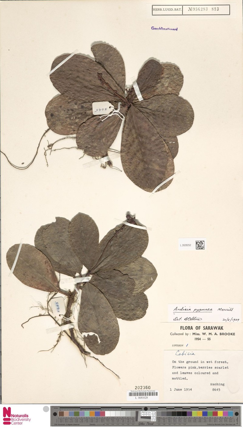 Ardisia pygmaea photo 3