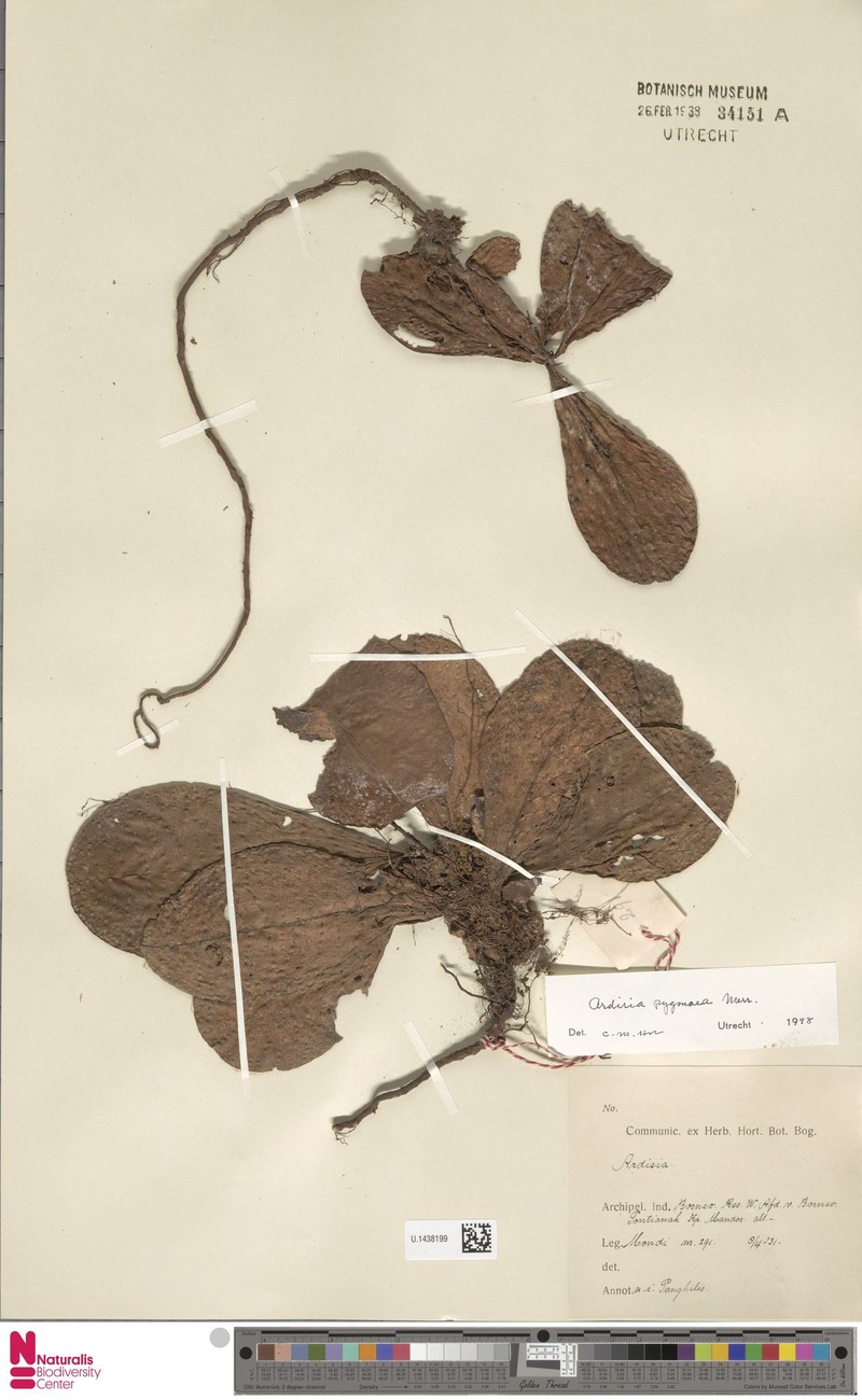 Ardisia pygmaea photo 5