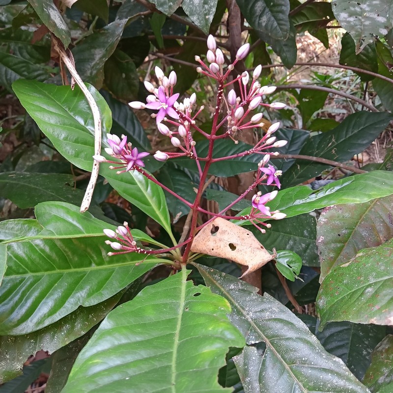 Ardisia pyramidalis