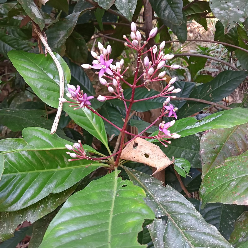 Ardisia pyramidalis photo 2
