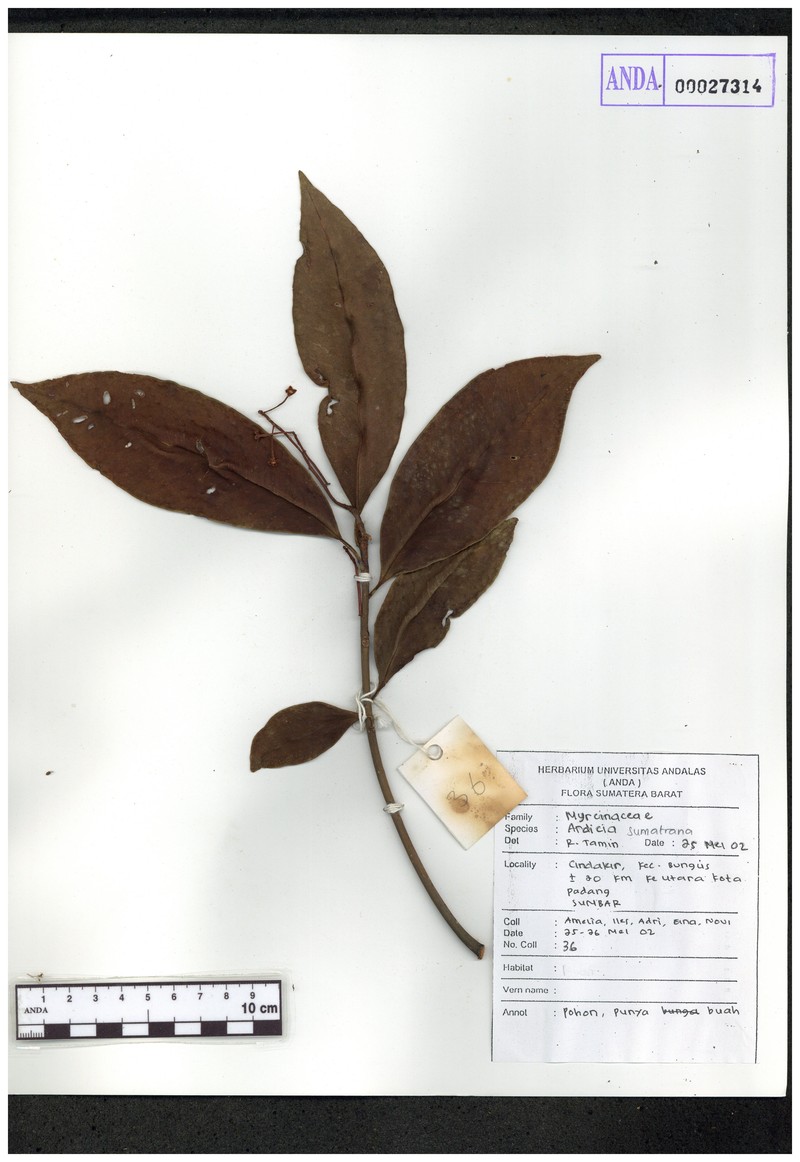 Ardisia pyrsocoma