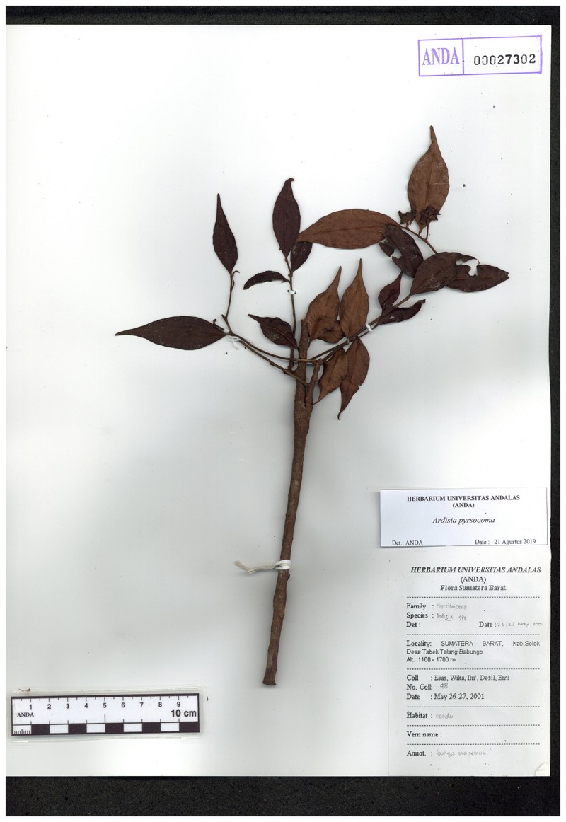 Ardisia pyrsocoma photo 2