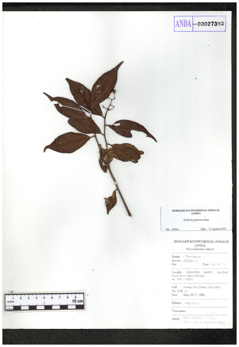 Ardisia pyrsocoma photo 3