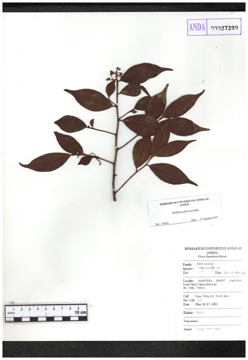 Ardisia pyrsocoma photo 4