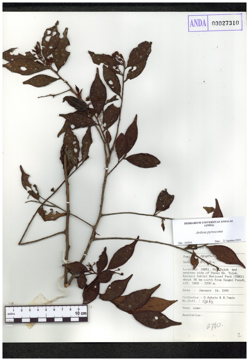 Ardisia pyrsocoma photo 5