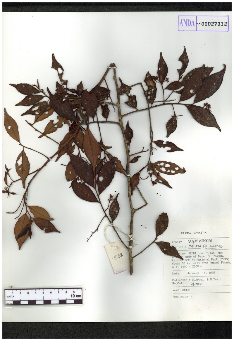 Ardisia pyrsocoma photo 6