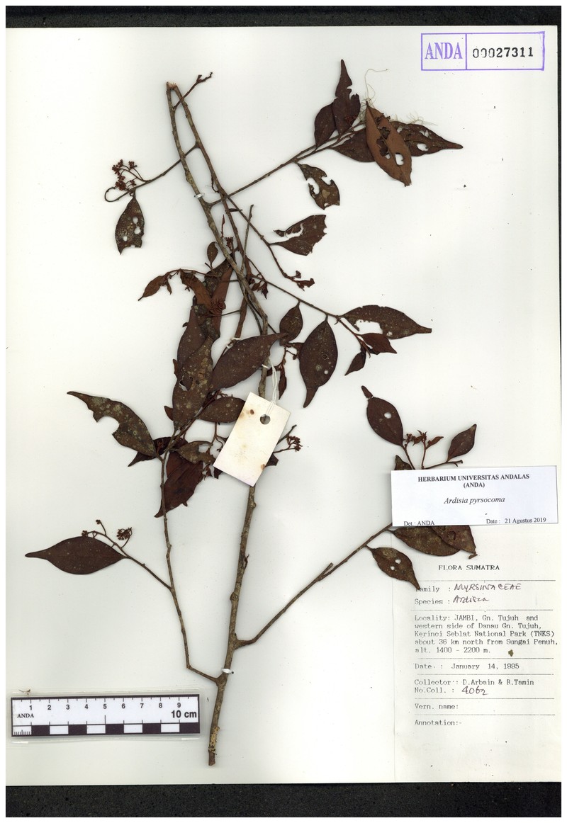 Ardisia pyrsocoma photo 7