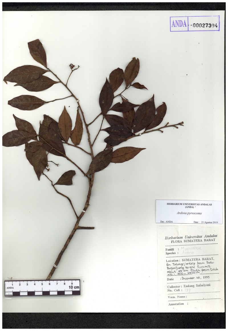 Ardisia pyrsocoma photo 8