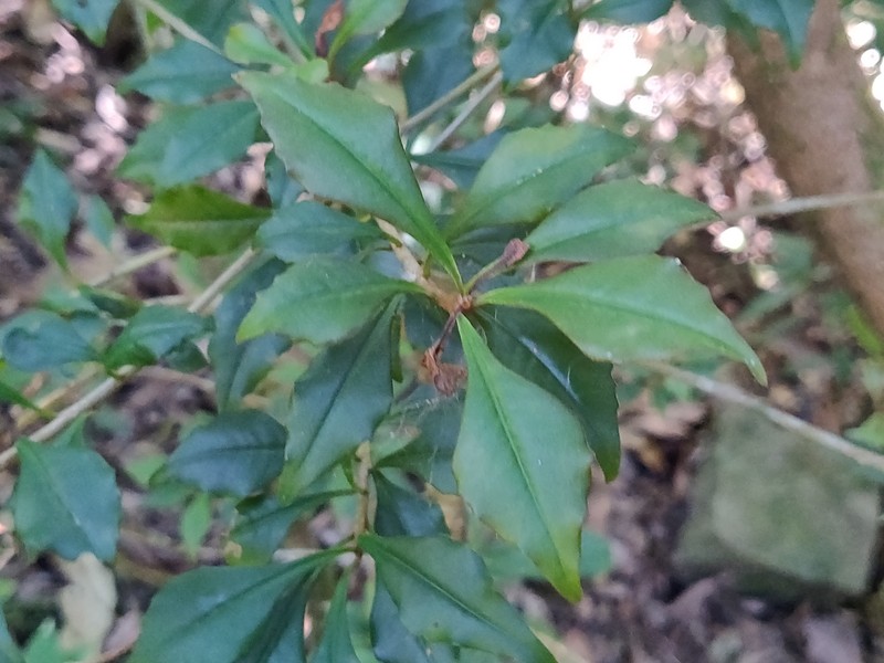 Ardisia quinquangularis photo 4
