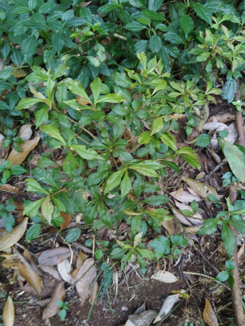 Ardisia quinquangularis photo 5