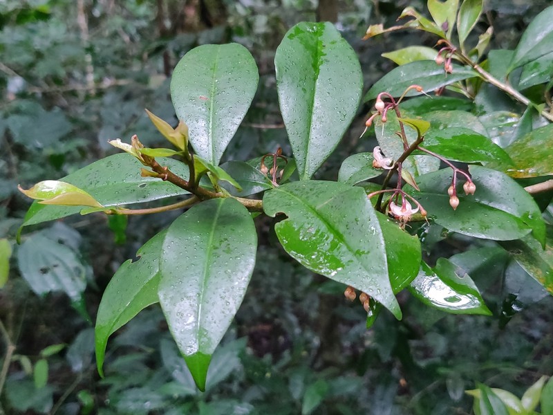Ardisia quinquangularis photo 6