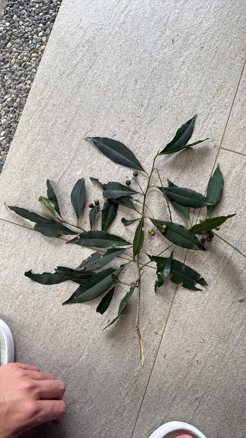 Ardisia quinquegona