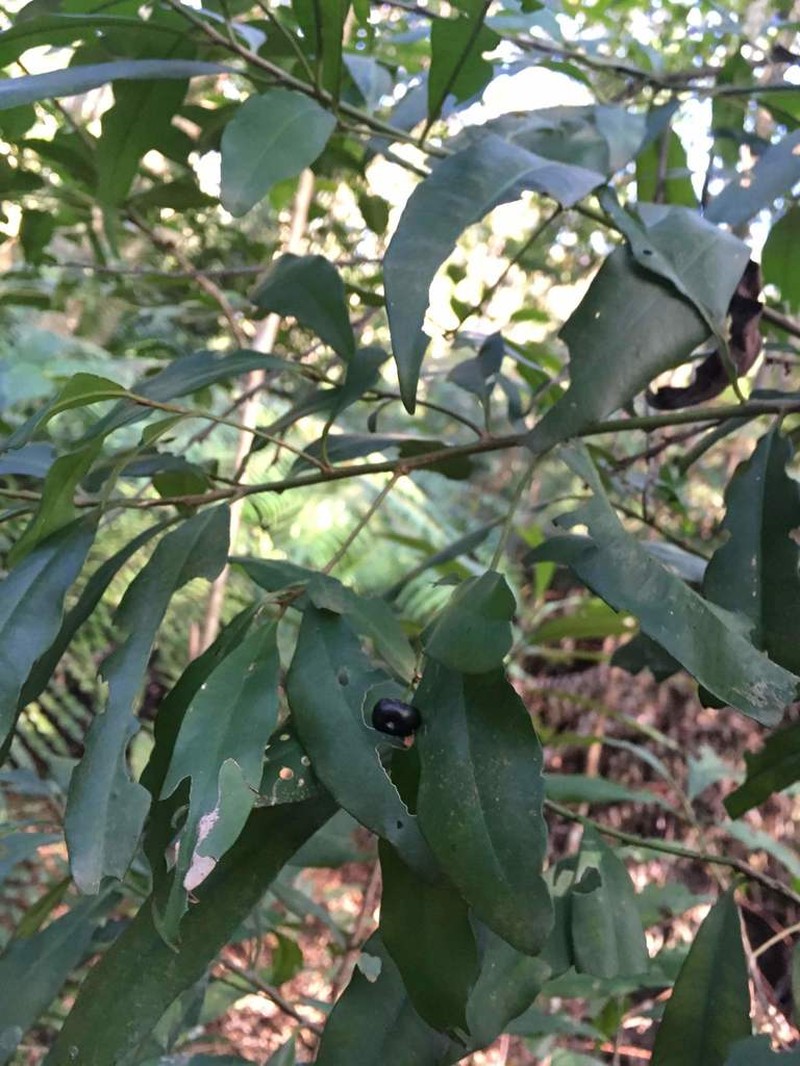 Ardisia quinquegona photo 2