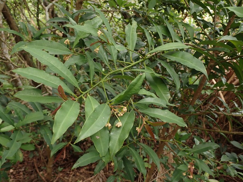Ardisia quinquegona photo 3