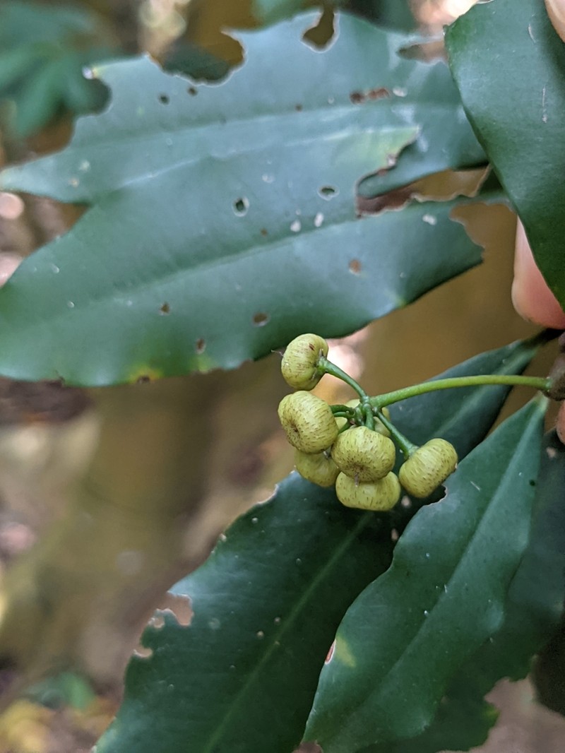 Ardisia quinquegona photo 4