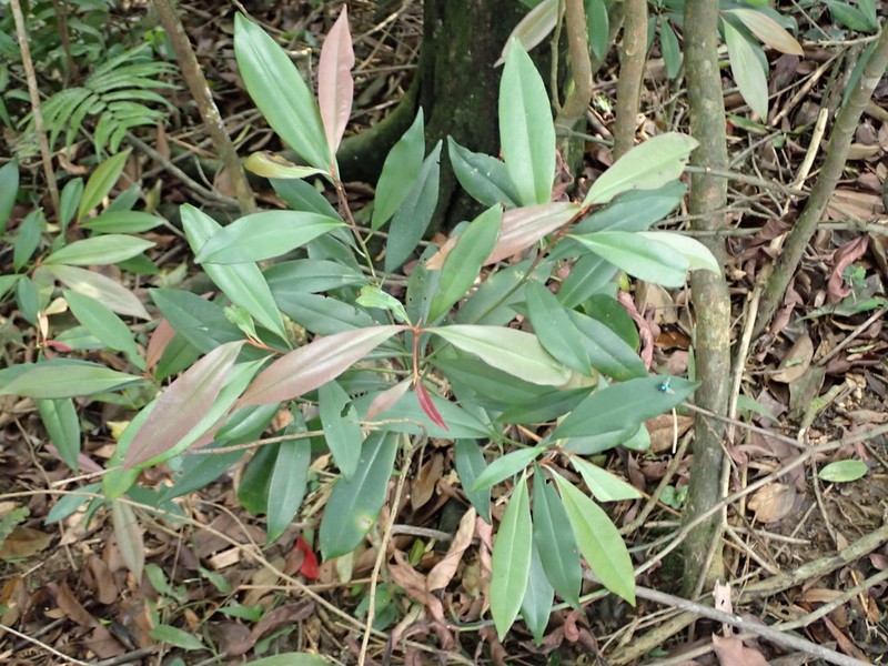 Ardisia quinquegona photo 5