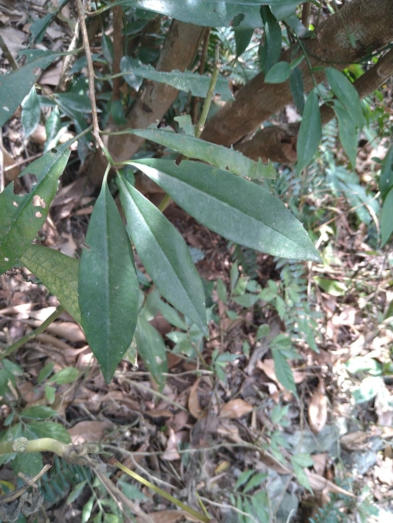 Ardisia quinquegona photo 6