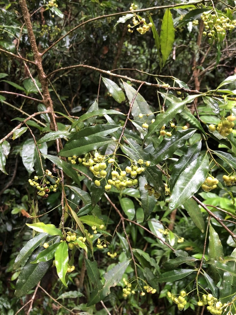 Ardisia quinquegona photo 7