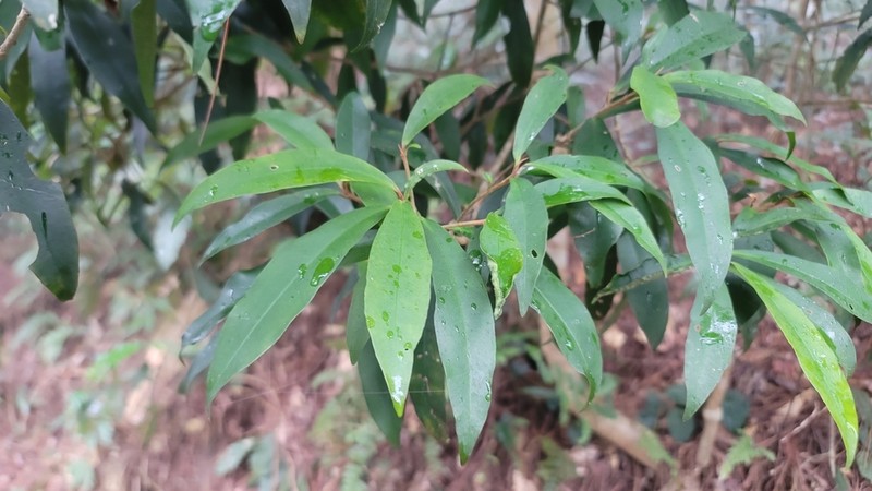Ardisia quinquegona photo 8