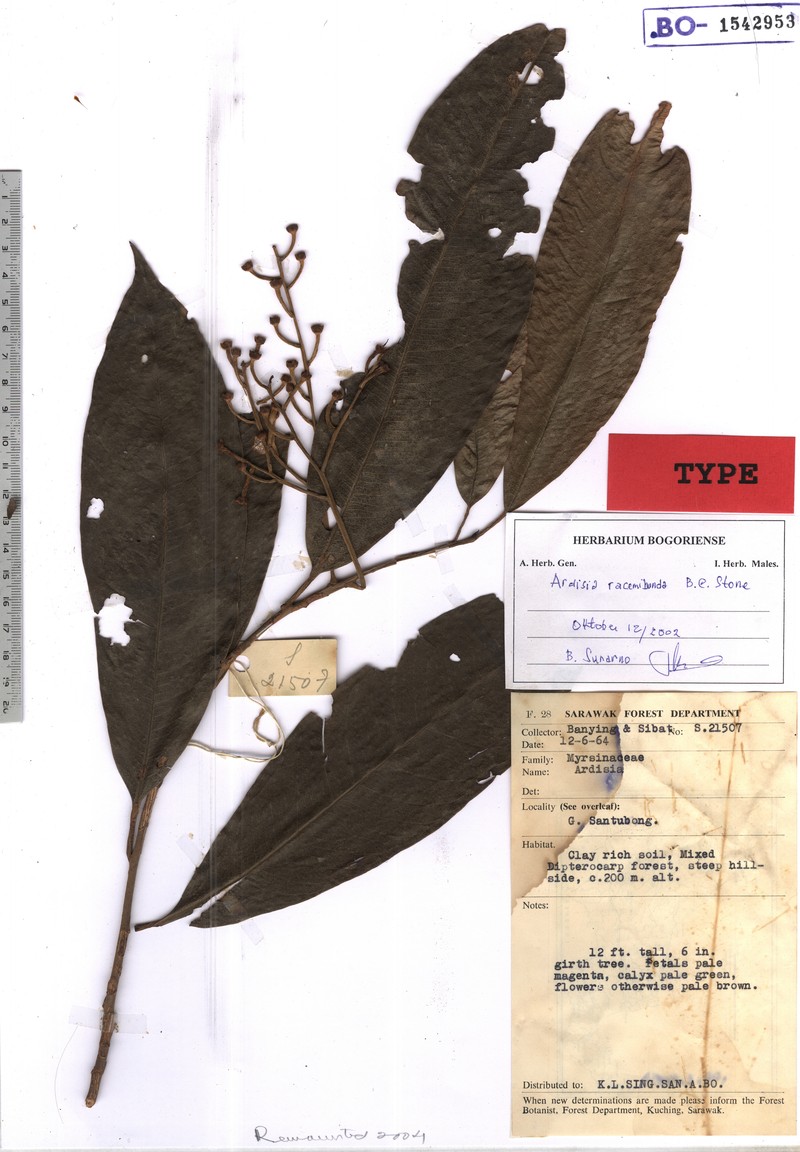 Ardisia racemibunda