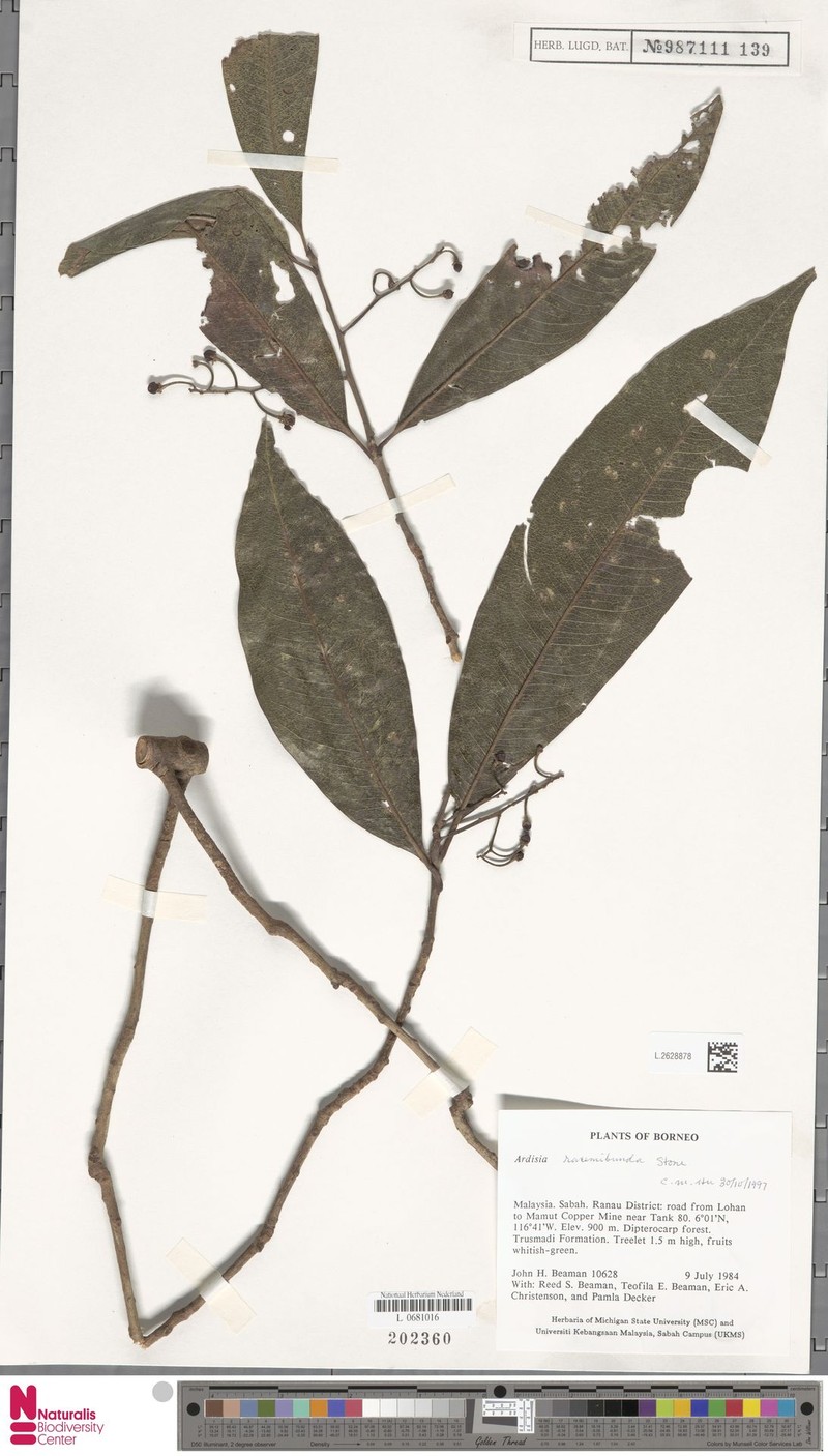Ardisia racemibunda photo 2