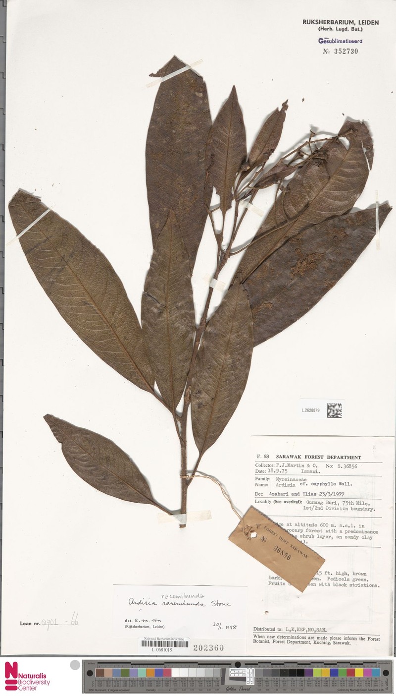 Ardisia racemibunda photo 3