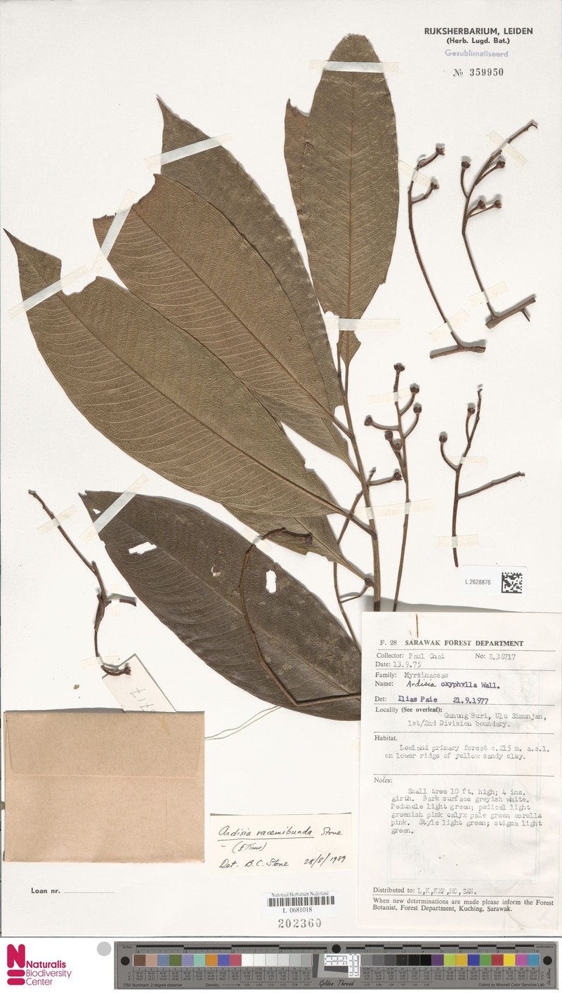 Ardisia racemibunda photo 4