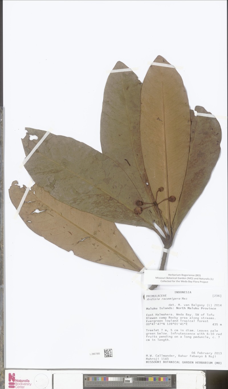 Ardisia racemigera