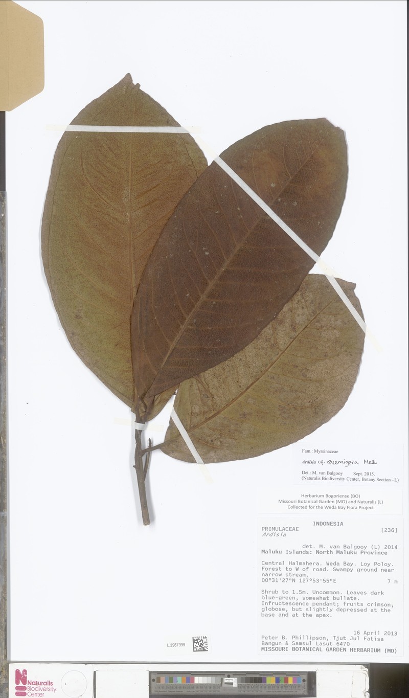 Ardisia racemigera photo 2