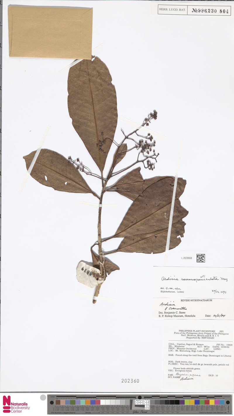 Ardisia racemosopaniculata