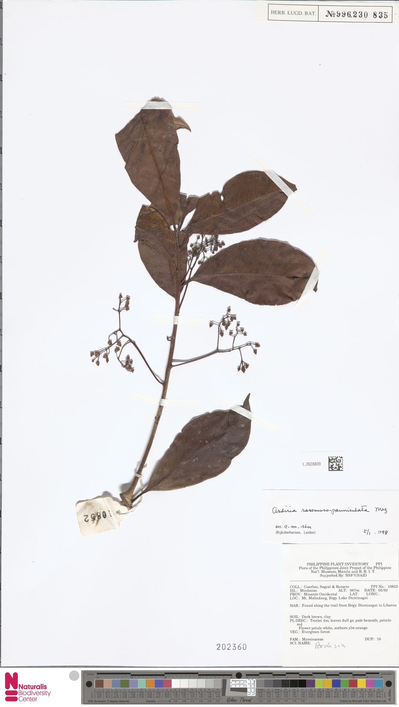 Ardisia racemosopaniculata photo 2