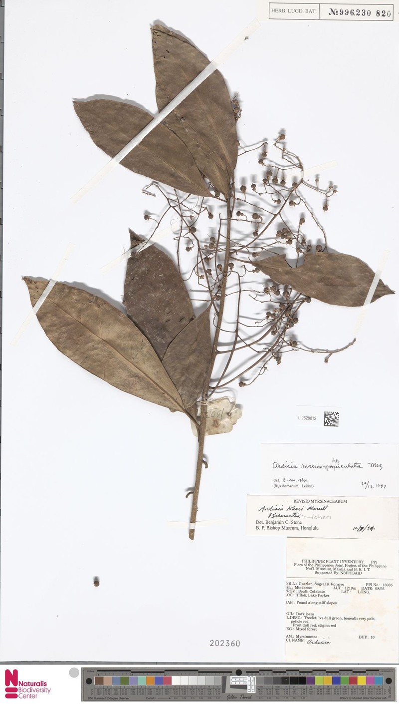 Ardisia racemosopaniculata photo 3