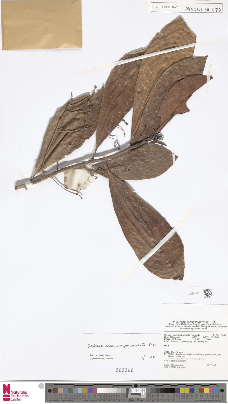 Ardisia racemosopaniculata photo 4