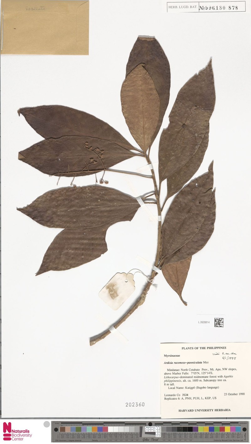 Ardisia racemosopaniculata photo 5