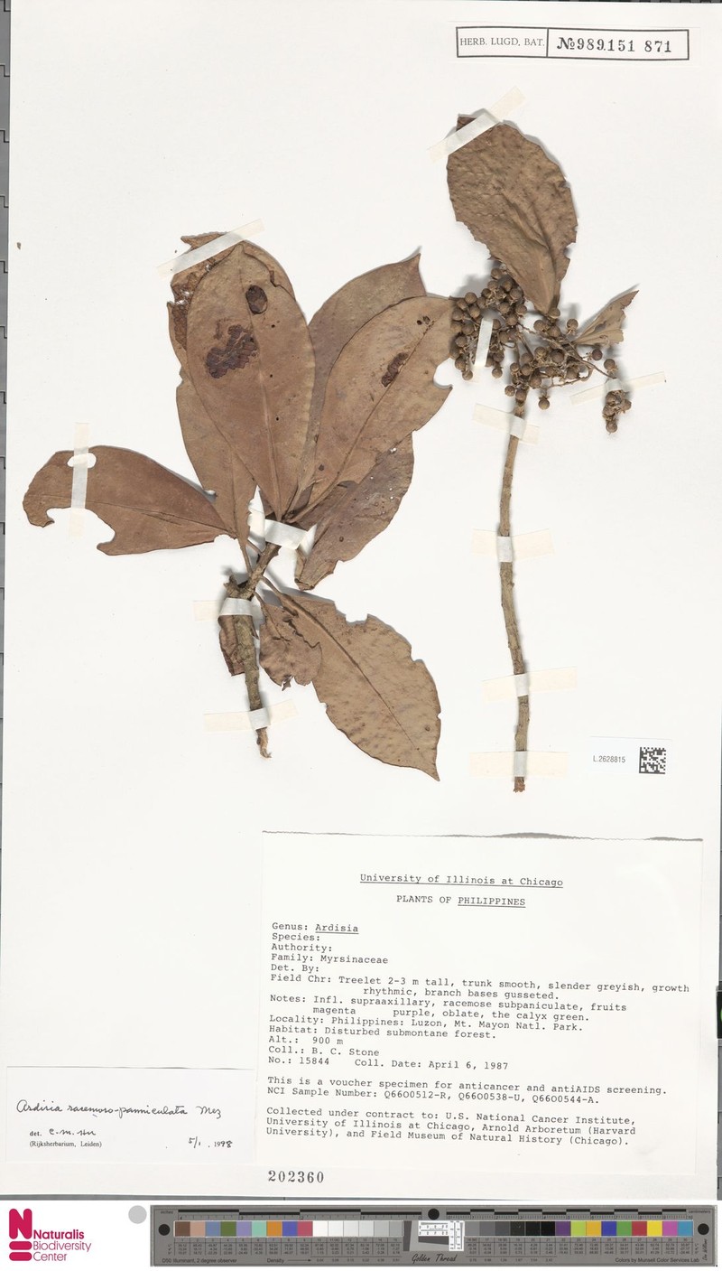 Ardisia racemosopaniculata photo 6