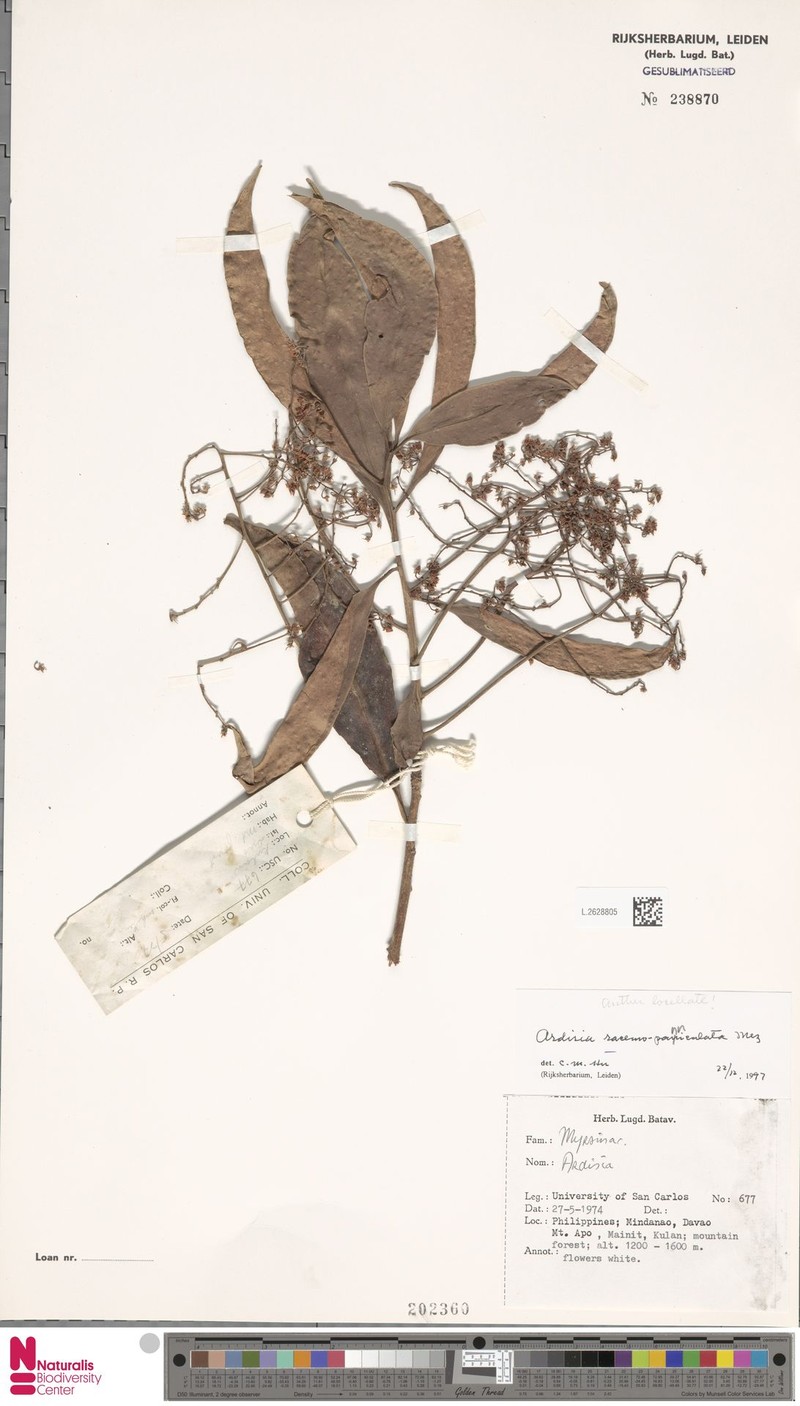Ardisia racemosopaniculata photo 7