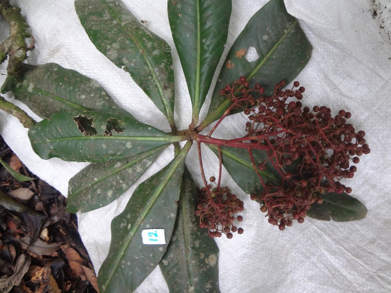 Ardisia rarescens photo 2