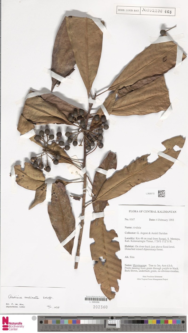 Ardisia reclinata