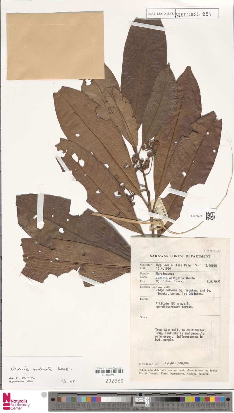 Ardisia reclinata photo 2