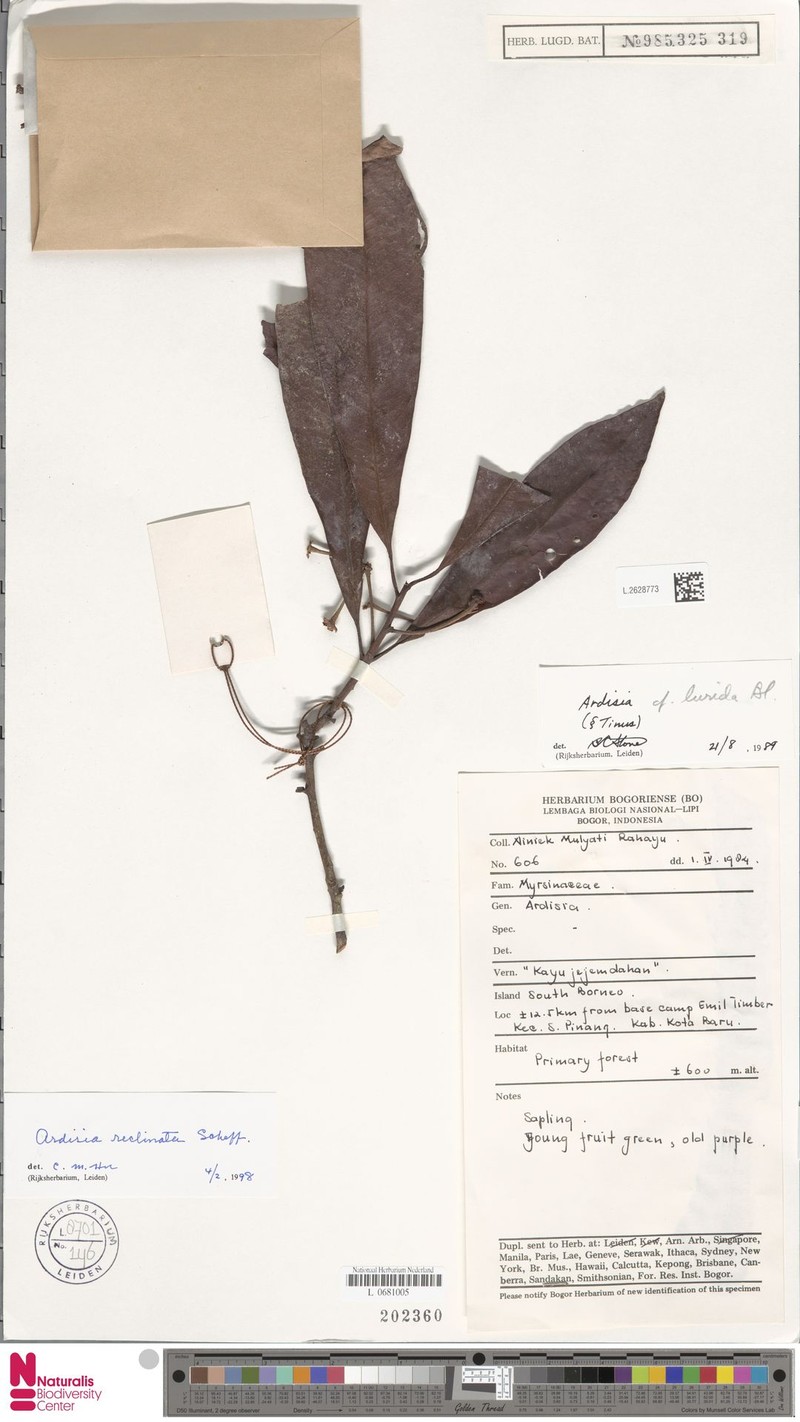 Ardisia reclinata photo 3