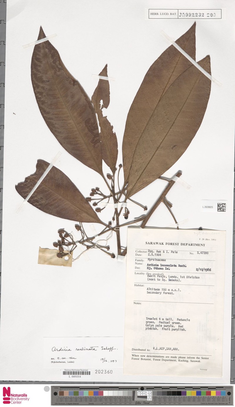 Ardisia reclinata photo 4