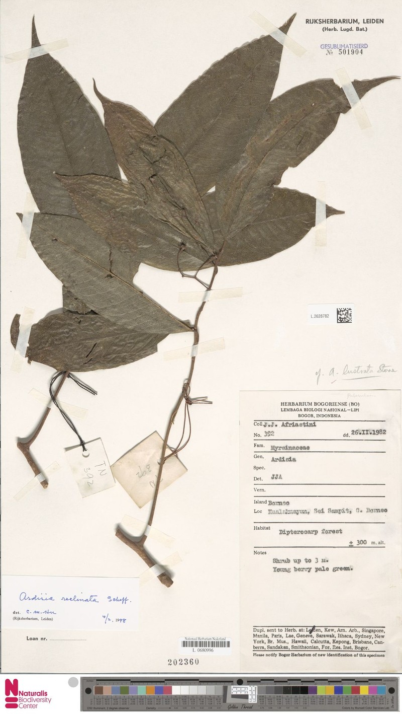 Ardisia reclinata photo 5