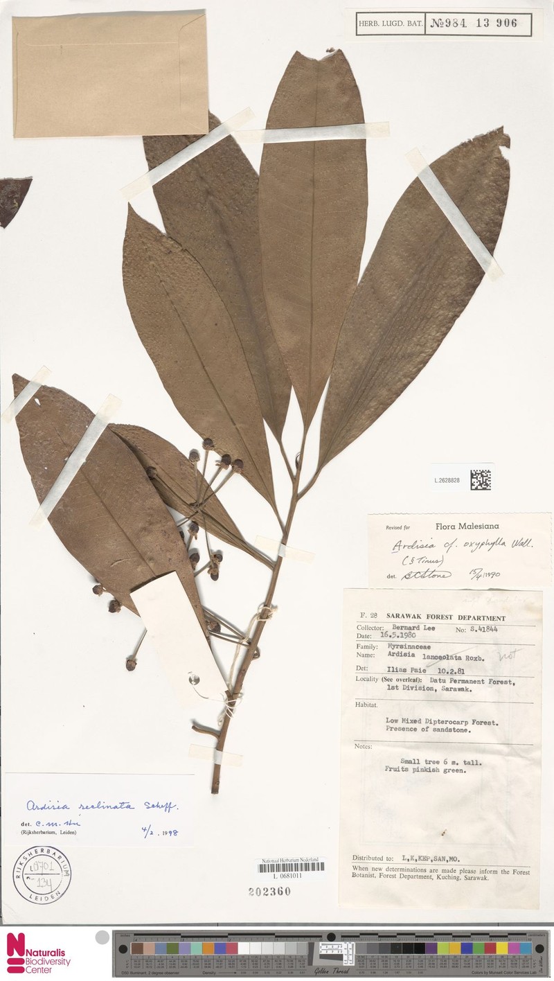 Ardisia reclinata photo 6