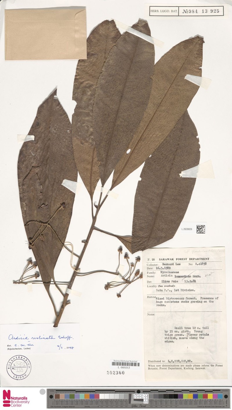 Ardisia reclinata photo 7