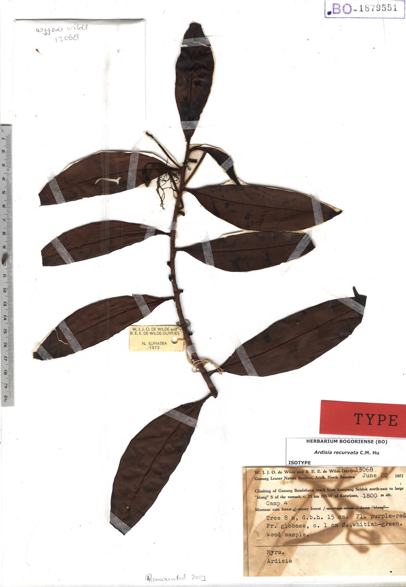 Ardisia recurvata