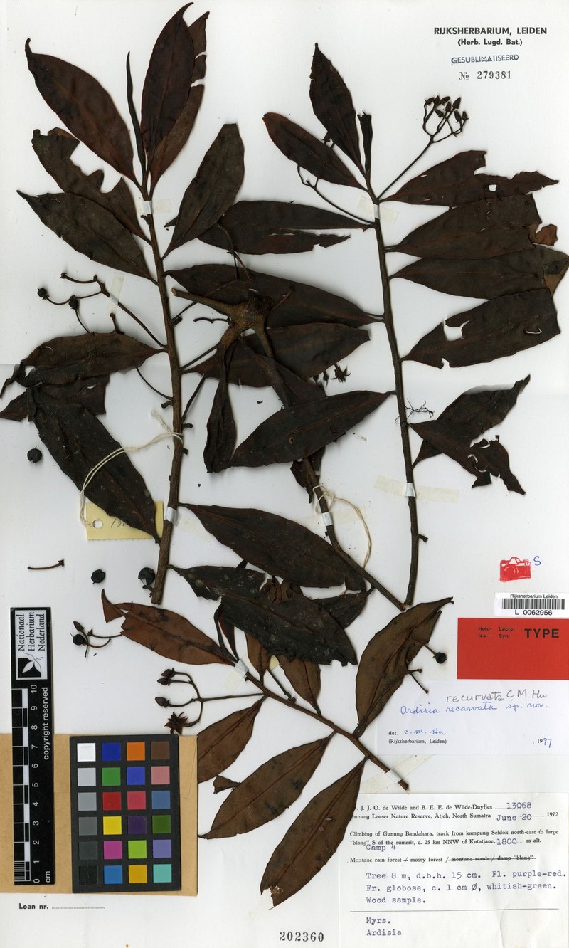 Ardisia recurvata photo 2