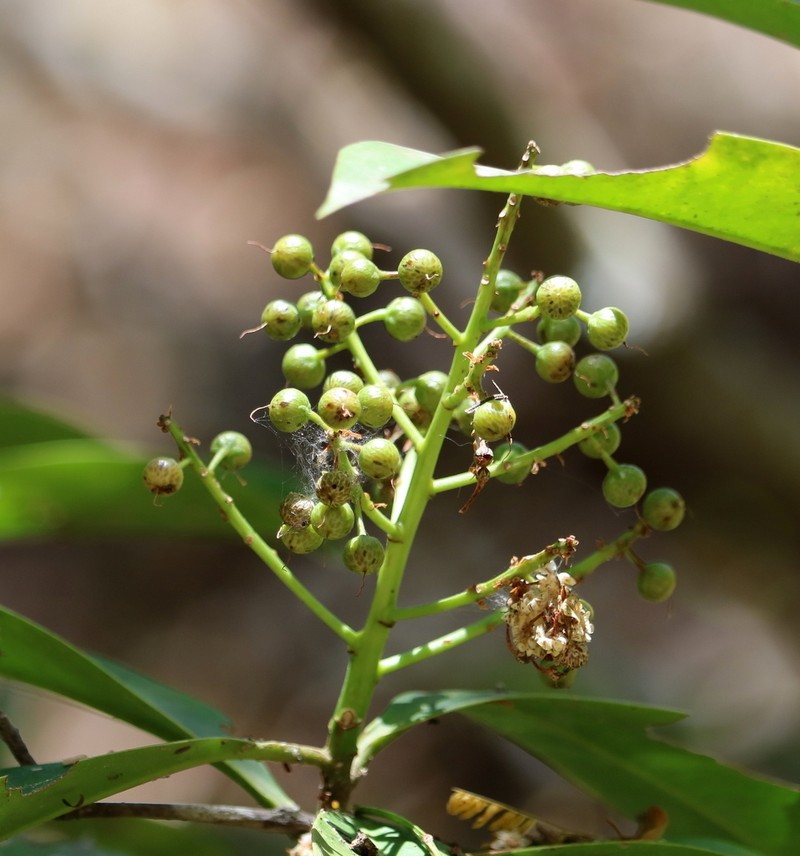 Ardisia revoluta